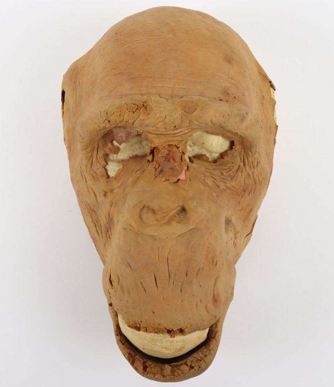 An ape foam latex mask from Greystoke The Legend of Tarzan Lord of the Apes - valued between £100-£200. Photo C&T Auctioneers and Valuers